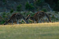 Klokan obrovsky - Macropus giganteus - Eastern Grey Kangaroo o8398